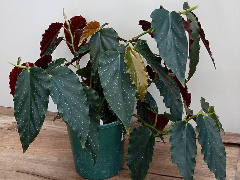 B. ‘Nannup’